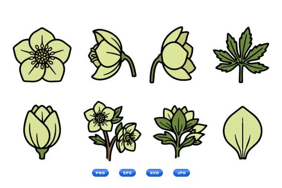 Hand Drawn Botanical Flower Clipart
